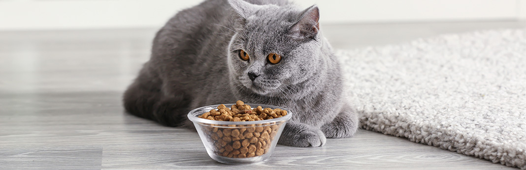 Is My Cat a Picky Eater? | My Pet Needs That