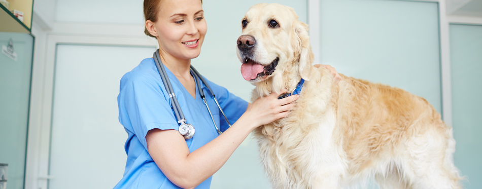 pruebas de ADN para perros - dog at the veterinarian