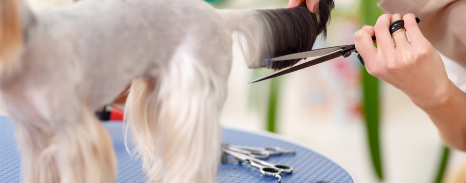 pet grooming equipment