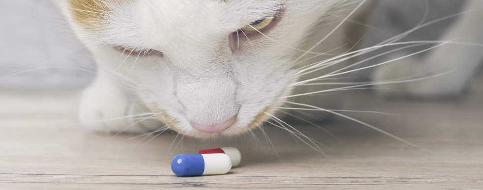 probiotics for cats