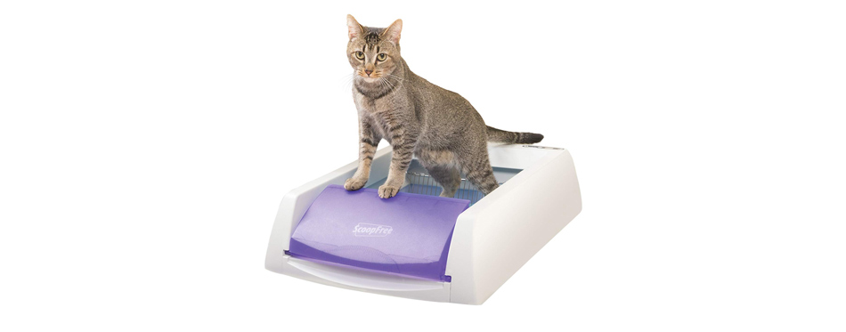 Best Automatic: ScoopFree Original Automatic Cat Litter Box