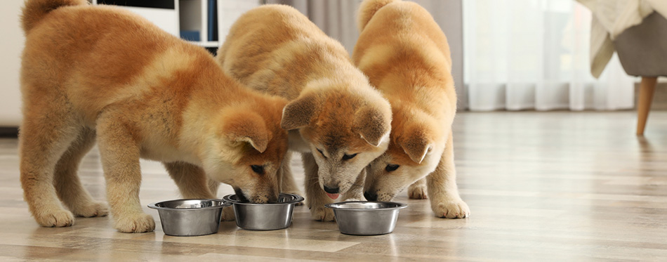 shiba inu puppies eating from bowls at home