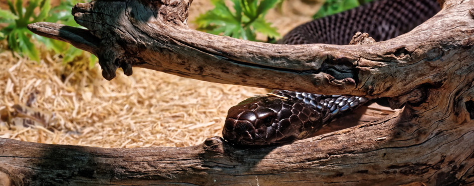 snake terrarium