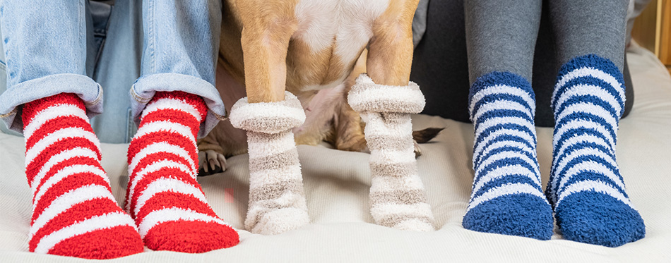 staffordshire terrier wearing socks