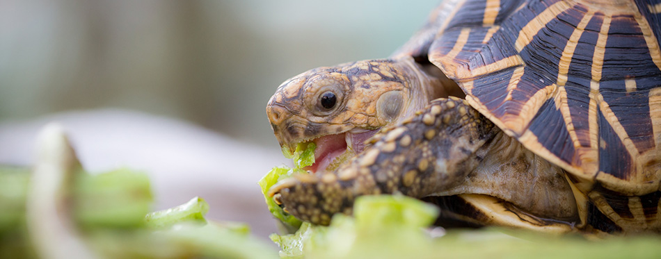 star turtle eating