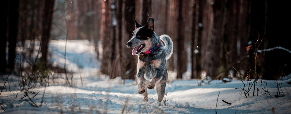 Australian cattle dog