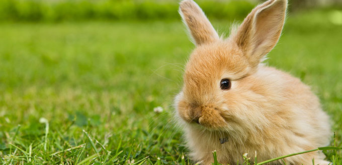 Baby gold rabbit