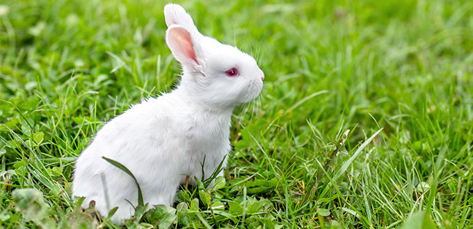 Baby rabbit on grass