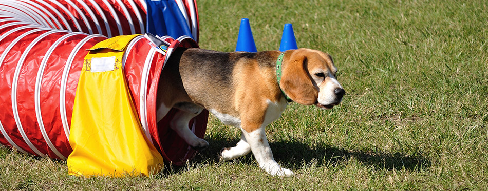 Beagle Leaving Red Agility Tunnel