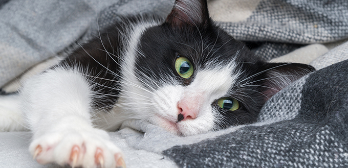 Beautiful young green eyes mixed breed cat