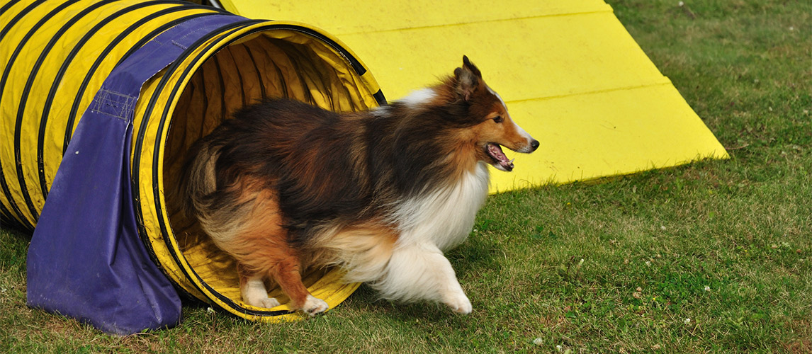 Best-Dog-Agility-Tunnel1