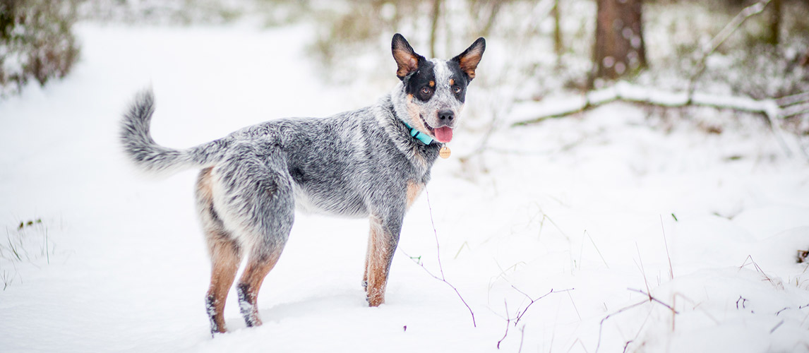 Blue Heeler Feeding Chart