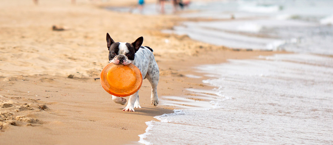 Best-Frisbee-for-Dogs-1