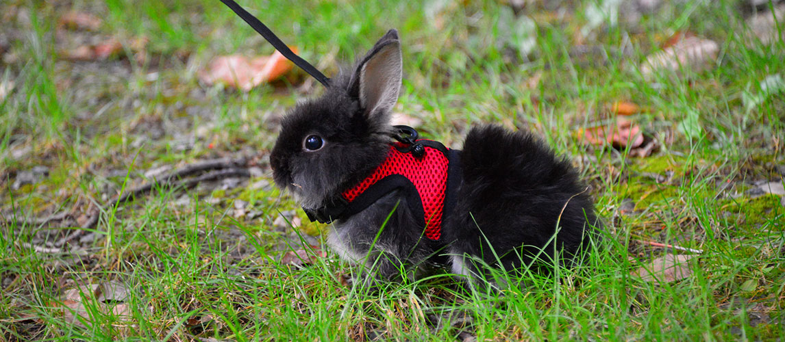 Best-Rabbit-Harness