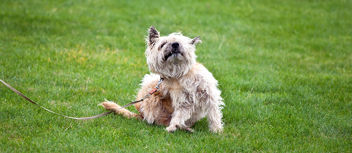 Best-Tick-Repellent-for-Dog