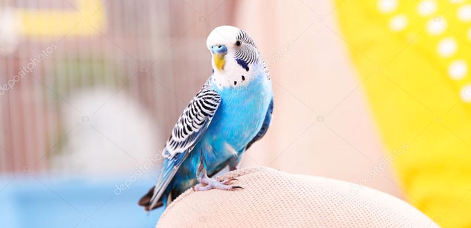 Budgerigar bird