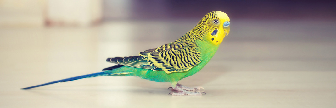 Budgie Bird: All You Should Know About This Little Bird