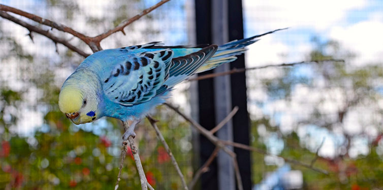 Budgie Bird on Tree