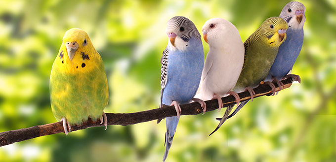 Budgie Birds on tree