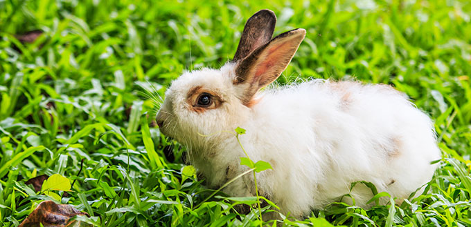 Bunny on green grass