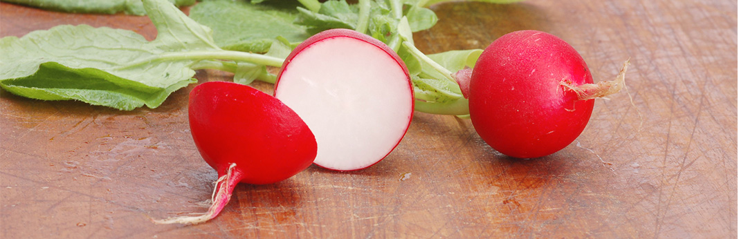 Can Dogs Eat Radishes