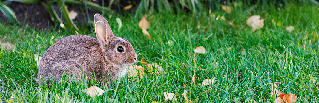 Can Rabbits Eat Bananas