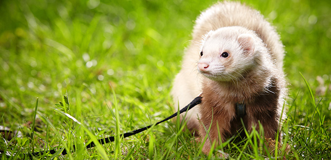 Champagne ferret boy in park