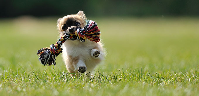 Chihuahua puppy with toy