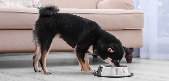 Cute little Shiba Inu dog eating