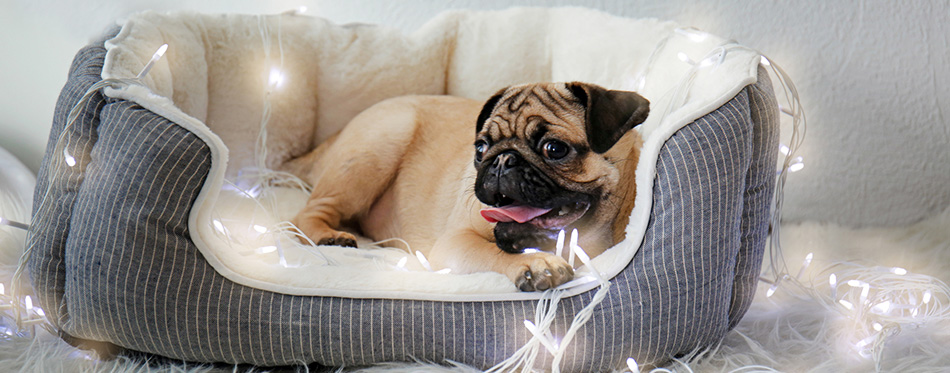 Cute little pug in bed