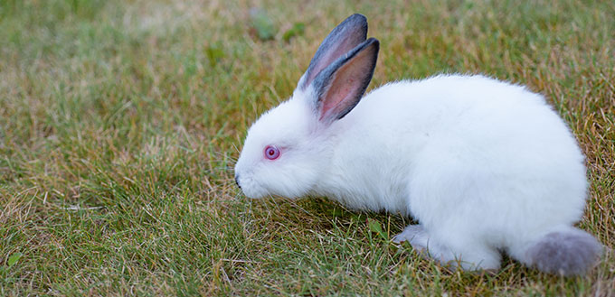 Cute white little rabbit with red eyes