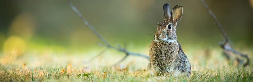 Do-Rabbits-Make-Noise