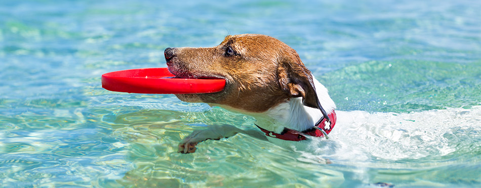 Dog Swimming