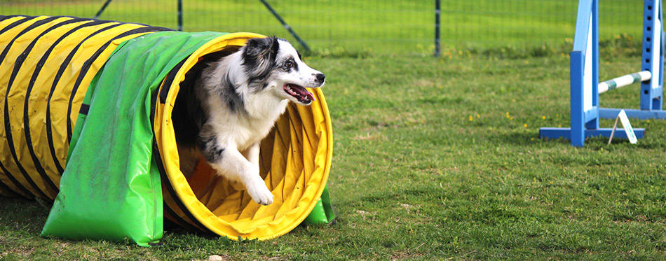 Dog agility