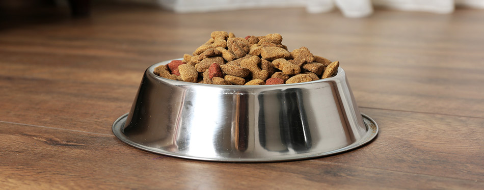 Dog food in bowl