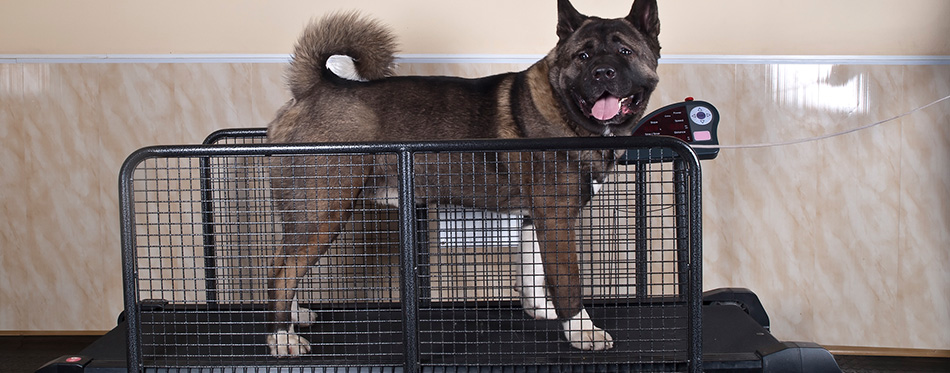 Mejores cintas de correr para perros - Dog on a treadmill in the hall