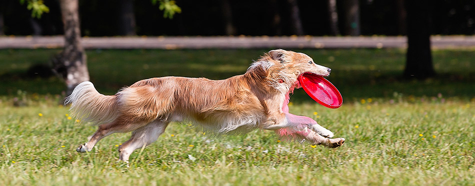 Dog playing with Frisbee