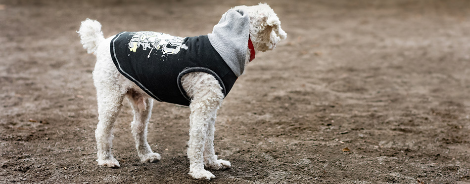 Dog standing in park looking away with a shirt and hood on