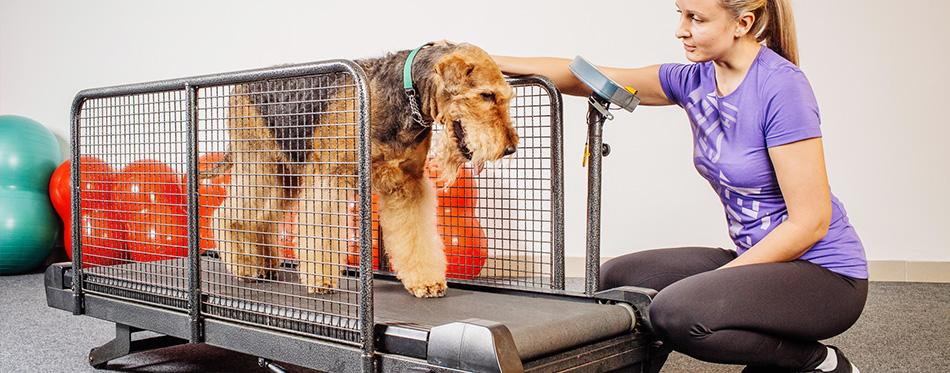 Dog training in the fitness club - cintas de correr para perros