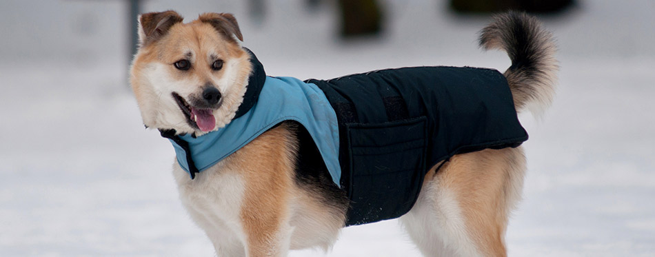 Dog with jacket