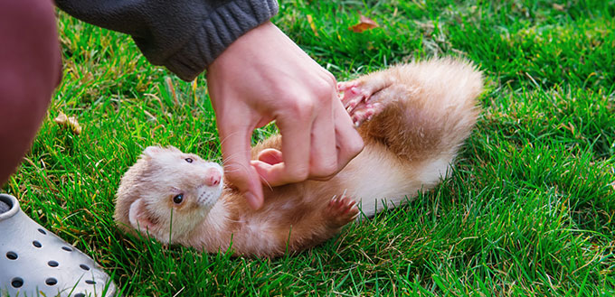 Ferret Bites Hand