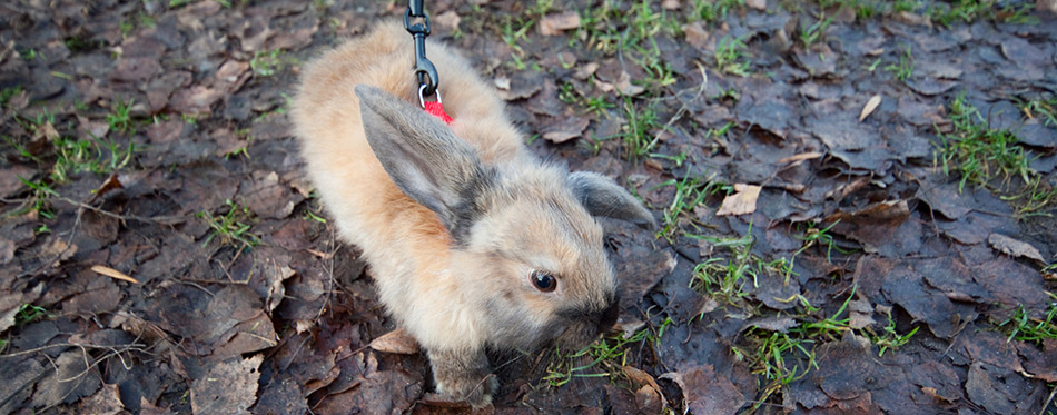 Fluffy rabbit on leash