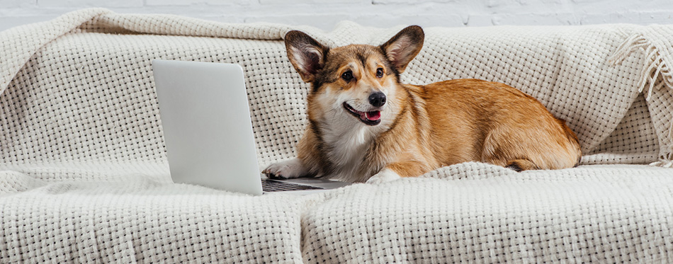 welsh corgi dog on sofa with laptop