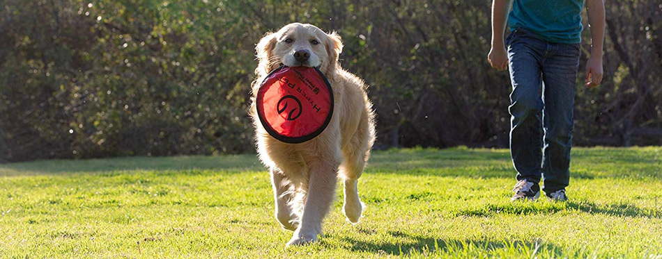 Golden Retriever with Frisbee