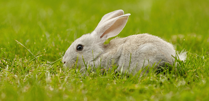 Grey rabbit in summer park