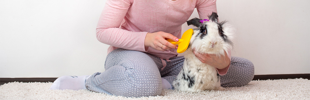 How To Groom A Rabbit