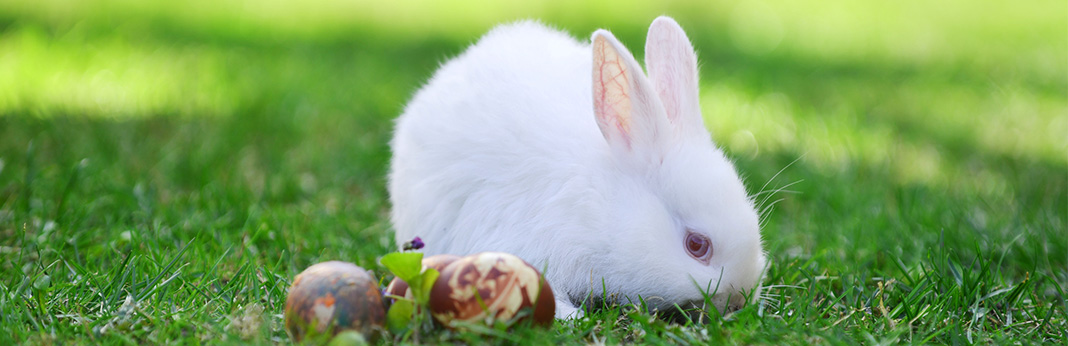 baby bunny supplies