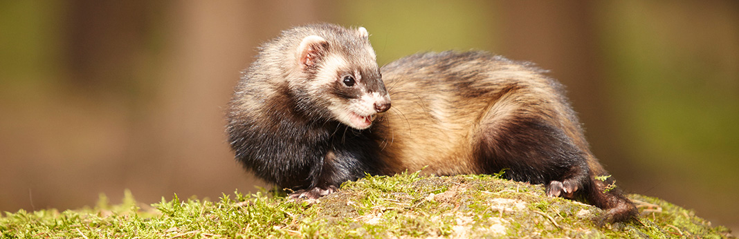 How-to-Train-a-Ferret-Not-to-Bite