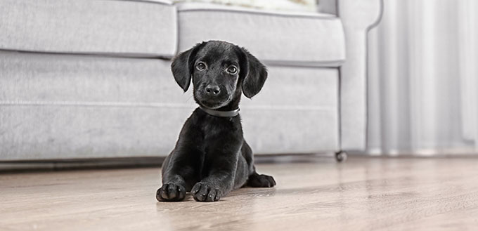 Labrador puppy