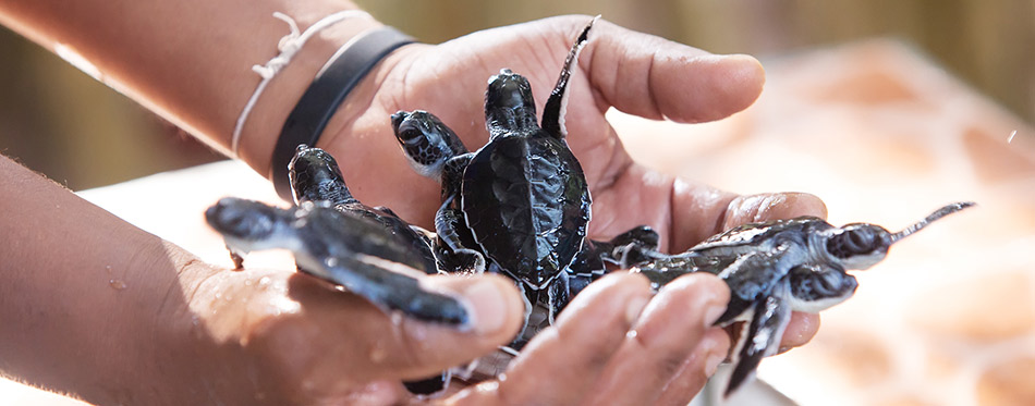 Newly hatched babies turtle